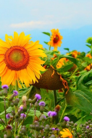 Обои цветы, поле, подсолнухи, желтые цветы, flowers, field, sunflowers, yellow flowers разрешение 3000x1850 Загрузить