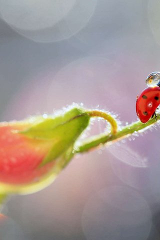 Обои насекомое, цветок, капли, божья коровка, растение, боке, insect, flower, drops, ladybug, plant, bokeh разрешение 1920x1200 Загрузить