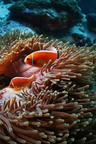 Обои рыбы, подводный мир, рыба-клоун, коралловый риф, актиния, pink anemonefish, fish, underwater world, clown fish, coral reef, actinium разрешение 2560x1600 Загрузить