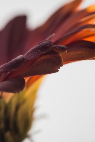 Обои макро, цветок, лепестки, гербера, macro, flower, petals, gerbera разрешение 1920x1200 Загрузить