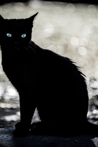 Обои глаза, фон, кошка, взгляд, котенок, eyes, background, cat, look, kitty разрешение 2000x1298 Загрузить