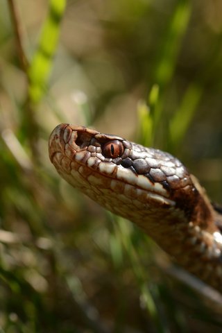 Обои трава, змея, рептилия, пресмыкающееся, grass, snake, reptile разрешение 3840x2400 Загрузить