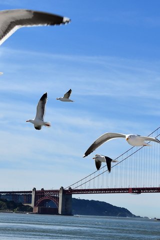 Обои небо, вода, полет, мост, крылья, птицы, чайки, the sky, water, flight, bridge, wings, birds, seagulls разрешение 1920x1200 Загрузить