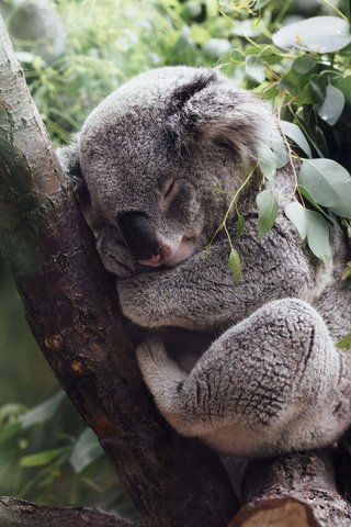 Обои дерево, листья, сон, джунгли, коала, tree, leaves, sleep, jungle, koala разрешение 3840x2160 Загрузить