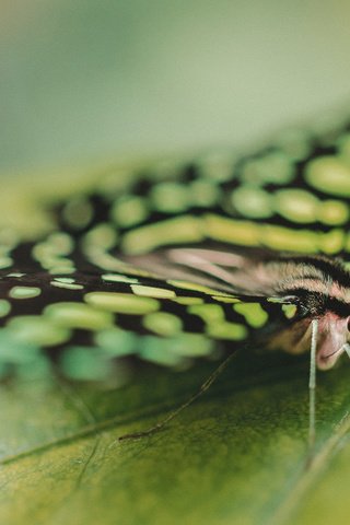 Обои насекомое, бабочка, крылья, лист, крупным планом, insect, butterfly, wings, sheet, closeup разрешение 2560x1600 Загрузить