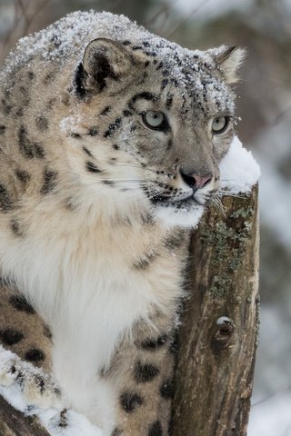 Обои снег, зима, снежный барс, ирбис, барс, дикая кошка, snow, winter, snow leopard, irbis, bars, wild cat разрешение 2560x1600 Загрузить