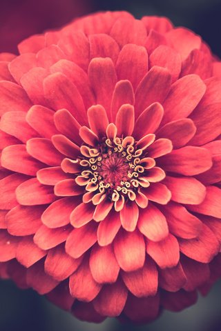 Обои цветок, лепестки, крупным планом, цинния, flower, petals, closeup, zinnia разрешение 3840x2400 Загрузить