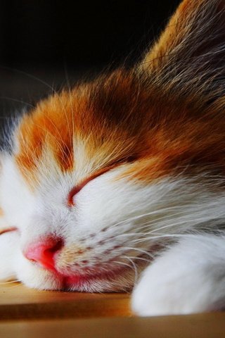 Обои глаза, и, фон, те, усы, кошка, взгляд, котенок, лежит, спит, eyes, and, background, those, mustache, cat, look, kitty, lies, sleeping разрешение 1920x1200 Загрузить