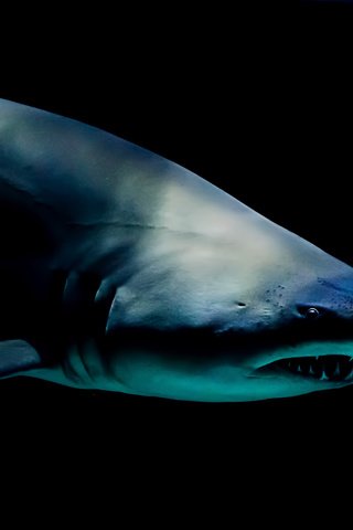 Обои хищник, под водой, черный фон, акула, predator, under water, black background, shark разрешение 2560x1440 Загрузить