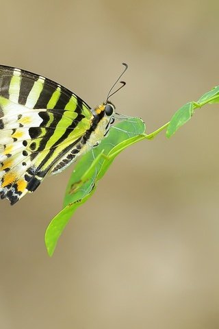 Обои ветка, листья, насекомое, бабочка, крылья, усики, branch, leaves, insect, butterfly, wings, antennae разрешение 2048x1365 Загрузить