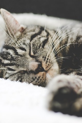 Обои кот, мордочка, усы, кошка, взгляд, сон, полосатый, cat, muzzle, mustache, look, sleep, striped разрешение 4272x2848 Загрузить