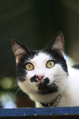 Обои глаза, фон, кот, мордочка, усы, кошка, взгляд, eyes, background, cat, muzzle, mustache, look разрешение 3888x2592 Загрузить
