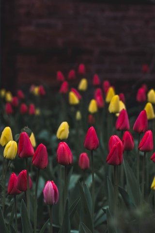 Обои цветы, тюльпаны, клумба, flowers, tulips, flowerbed разрешение 4608x3072 Загрузить