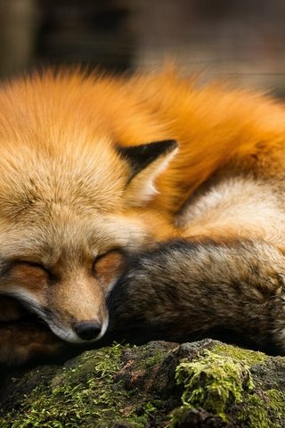 Обои спит, рыжая, лиса, хищник, камень, мох, лисица, sleeping, red, fox, predator, stone, moss разрешение 2560x1600 Загрузить