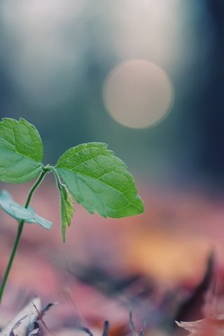 Обои природа, листья, макро, размытость, росток, зеленые листья, боке, nature, leaves, macro, blur, rostock, green leaves, bokeh разрешение 2560x1600 Загрузить