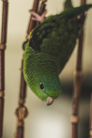 Обои зелёный, птица, клетка, попугай, green, bird, cell, parrot разрешение 5184x3456 Загрузить