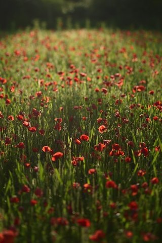 Обои цветы, поле, красные, маки, flowers, field, red, maki разрешение 2100x1398 Загрузить