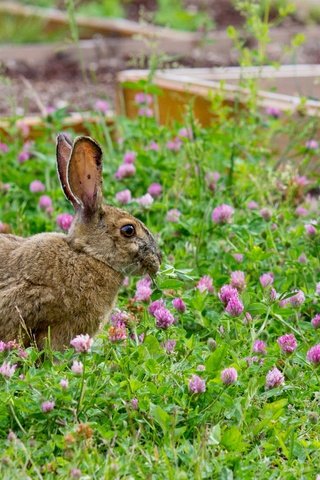 Обои трава, клевер, прогулка, кролик, заяц, grass, clover, walk, rabbit, hare разрешение 5184x3456 Загрузить
