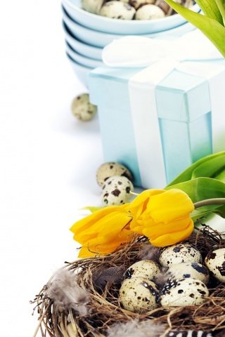 Обои тюльпаны, пасха, яйца, подарок, праздник, natalia klenova, tulips, easter, eggs, gift, holiday разрешение 1920x1080 Загрузить