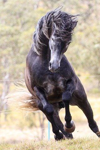 Обои лошадь, конь, жеребец, мустанг, animals-horse-foal-mare-mammal-1920x1080-px-vertebrate-horse-like-mammal-stallion-mustang-horse-729766, horse, stallion, mustang разрешение 1920x1080 Загрузить