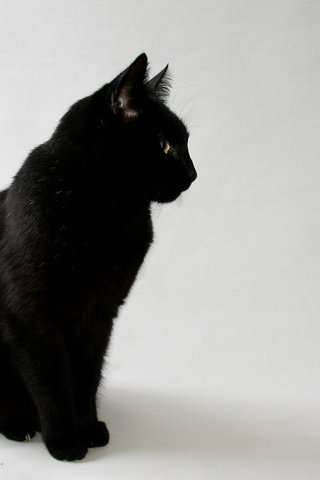 Обои глаза, фон, кот, кошка, взгляд, черный, eyes, background, cat, look, black разрешение 1920x1200 Загрузить