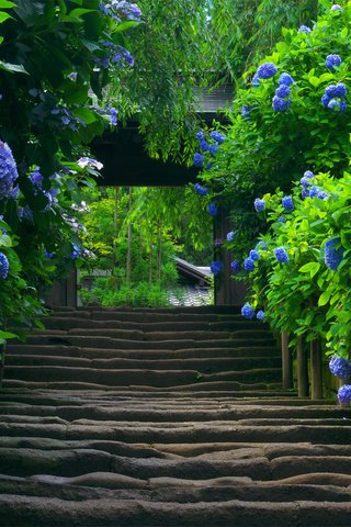 Обои цветы, природа, лестница, кусты, япония, растение, гортензия, flowers, nature, ladder, the bushes, japan, plant, hydrangea разрешение 1920x1080 Загрузить