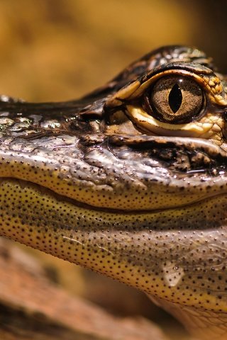Обои глаз, крокодил, пасть, голова, рептилия, пресмыкающиеся, eyes, crocodile, mouth, head, reptile, reptiles разрешение 3840x2160 Загрузить