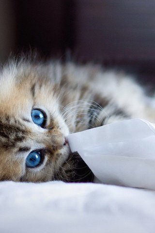 Обои кошка, взгляд, котенок, голубые глаза, cat, look, kitty, blue eyes разрешение 1920x1200 Загрузить