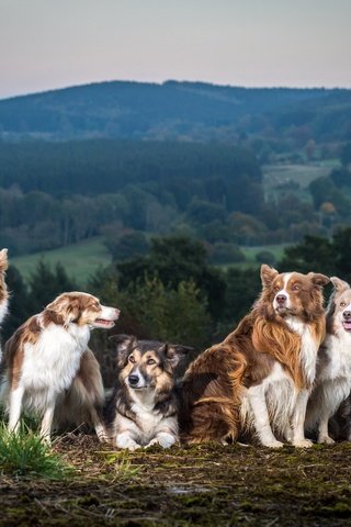 Обои природа, фон, собаки, бордер-колли, nature, background, dogs, the border collie разрешение 2560x1707 Загрузить