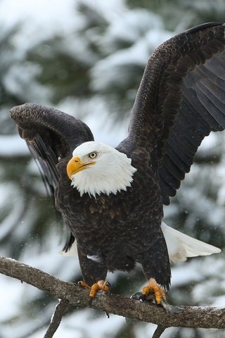 Обои ветка, крылья, хищник, птица, белоголовый орлан, branch, wings, predator, bird, bald eagle разрешение 1920x1080 Загрузить