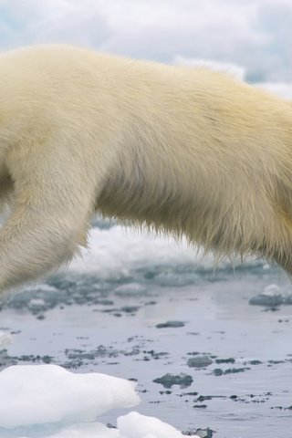 Обои вода, лёд, белый медведь, арктика, water, ice, polar bear, arctic разрешение 1920x1080 Загрузить