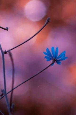 Обои цветы, природа, растения, ветви, размытость, ch, синие цветы, flowers, nature, plants, branch, blur, blue flowers разрешение 2560x1440 Загрузить