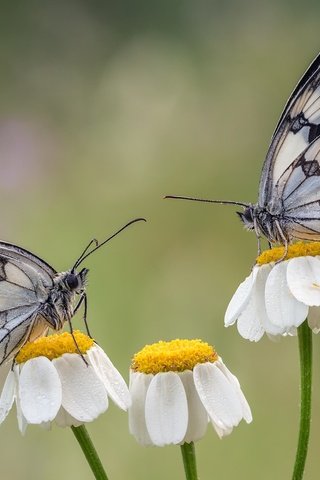 Обои цветы, крылья, насекомые, ромашки, бабочки, flowers, wings, insects, chamomile, butterfly разрешение 2048x1463 Загрузить