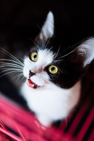 Обои глаза, кот, мордочка, усы, кошка, взгляд, котенок, eyes, cat, muzzle, mustache, look, kitty разрешение 2048x1152 Загрузить