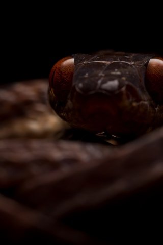 Обои природа, фон, змея, boiga guangxiensis, гуаньсийская бойга, nature, background, snake, hansika boiga разрешение 2600x1440 Загрузить