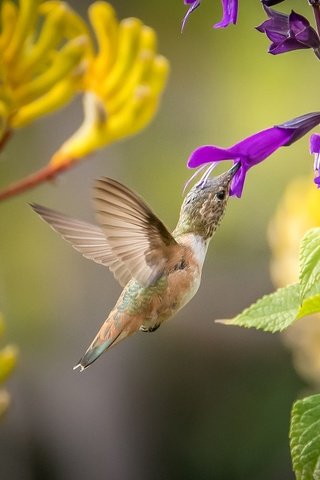 Обои листья, крылья, птица, перья, колибри, фиолетовый цветок, leaves, wings, bird, feathers, hummingbird, purple flower разрешение 2048x1366 Загрузить