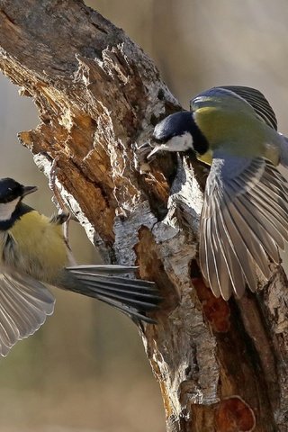 Обои дерево, крылья, птицы, клюв, перья, ствол, синицы, tree, wings, birds, beak, feathers, trunk, tits разрешение 3840x2160 Загрузить