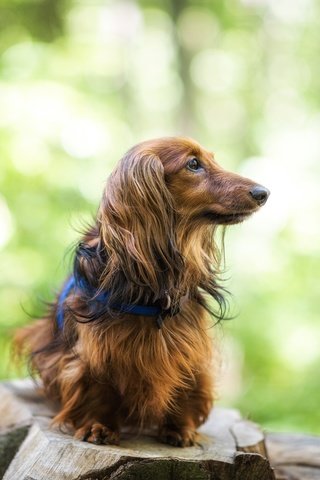 Обои собака, друг, такса, длинношерстная, dog, each, dachshund, longhair разрешение 2048x1368 Загрузить