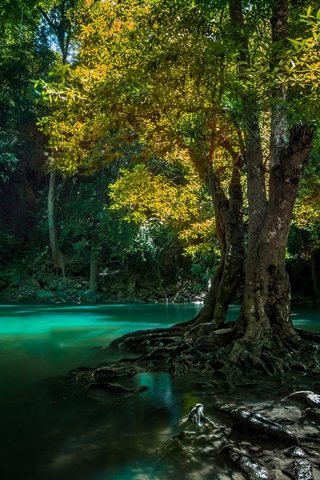 Обои вода, тропики, природа, дерево, камни, лес, водопад, корни, таиланд, water, tropics, nature, tree, stones, forest, waterfall, roots, thailand разрешение 1920x1200 Загрузить