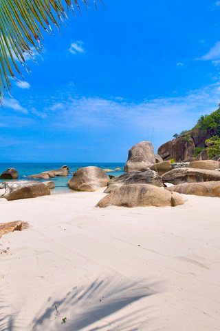 Обои море, пляж, остров, тропики, сейшелы, sea, beach, island, tropics, seychelles разрешение 3941x2632 Загрузить