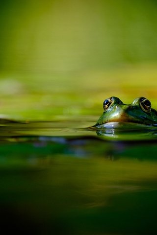 Обои вода, лягушка, зеленая, der lichtklicker, water, frog, green разрешение 1920x1200 Загрузить