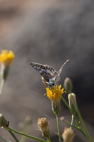 Обои цветы, растения, насекомое, бабочка, крылья, стебли, полевые цветы, anne reeves, flowers, plants, insect, butterfly, wings, stems, wildflowers разрешение 1920x1080 Загрузить