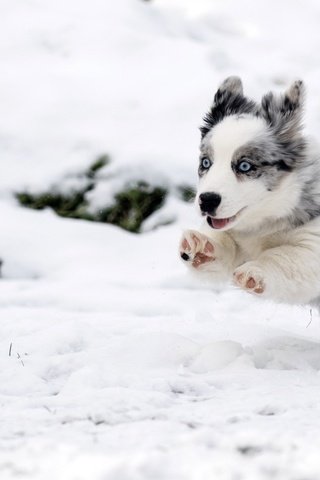 Обои снег, зима, собака, прыжок, щенок, бег, бордер-колли, snow, winter, dog, jump, puppy, running, the border collie разрешение 1920x1080 Загрузить