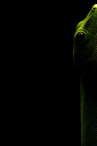 Обои ящерица, черный фон, геккон, рептилия, пресмыкающееся, lizard, black background, gecko, reptile разрешение 3840x2400 Загрузить