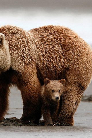 Обои медведи, медвежонок, медведица, медвежата, grizzly bear, bears, bear разрешение 1920x1080 Загрузить