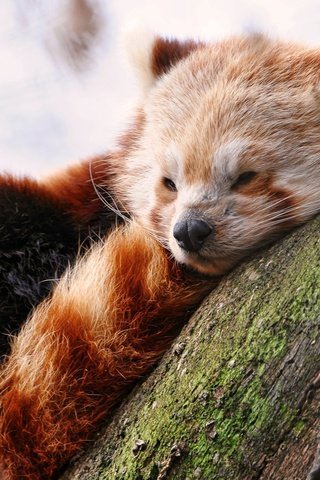 Обои дерево, мордочка, сон, красная панда, малая панда, tree, muzzle, sleep, red panda разрешение 1920x1200 Загрузить