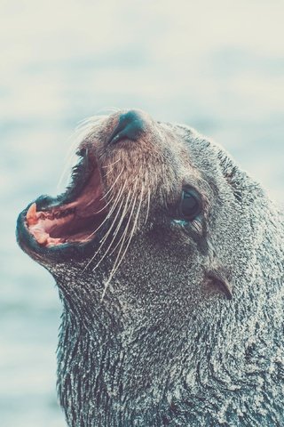 Обои морда, животное, тюлень, морской лев, face, animal, seal, sea lion разрешение 3872x2176 Загрузить