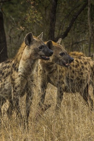 Обои африка, саванна, гиены, национальный парк крюгера, пятнистые гиены, гиена, пятнистая гиена, africa, savannah, hyenas, kruger national park, spotted hyenas, hyena, spotted hyena разрешение 2560x1600 Загрузить