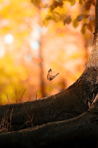 Обои дерево, листья, насекомое, осень, бабочка, корни, ствол, боке, tree, leaves, insect, autumn, butterfly, roots, trunk, bokeh разрешение 1920x1080 Загрузить