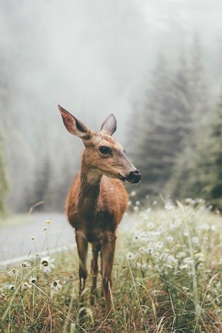 Обои олень, пейзаж, сосны, дикая природа, белохвостый олень, deer, landscape, pine, wildlife, white-tailed deer разрешение 1920x1200 Загрузить